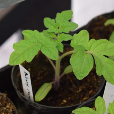 Plantbytarvecka – ätliga utomhusväxter