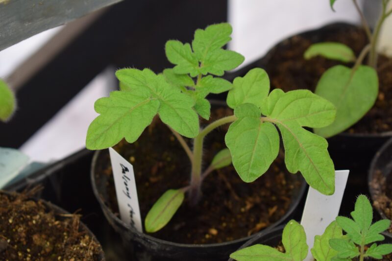 Plantbytarvecka – ätliga utomhusväxter
