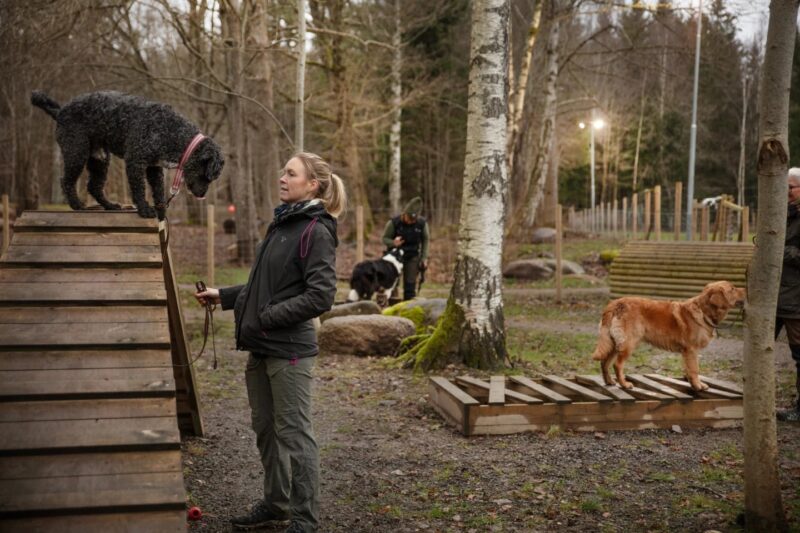 Pop up: Gymvisning i Kroppefjäll Hundpark!