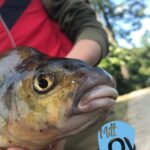 Prova på fiske med Sportfiskarna och Mitt Lov