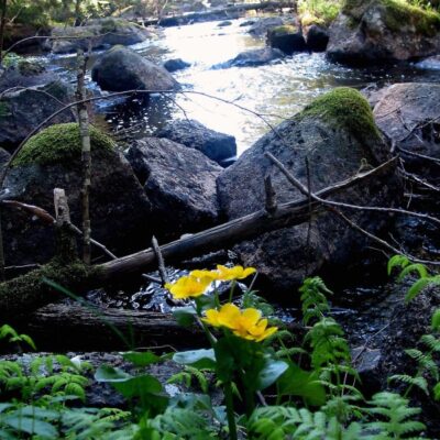 Guidning i Fasaskogen