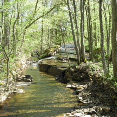 Rosenstigen i Trantider