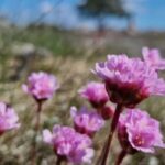 Rundor i Rone – Uggarde rojr