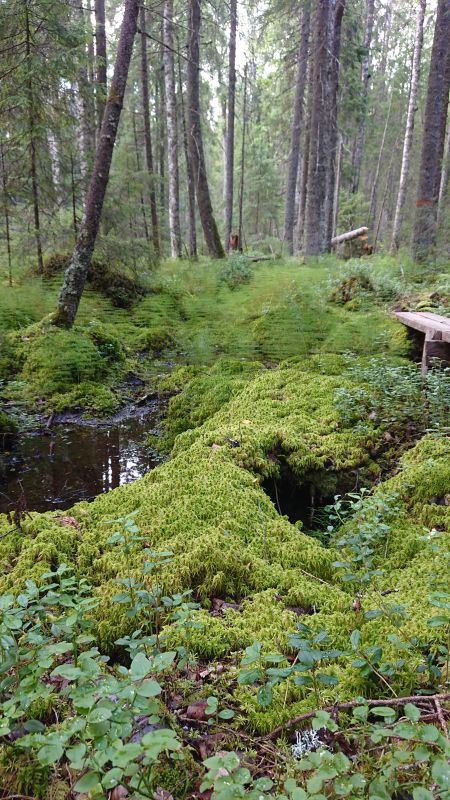 Nordsjöskogen