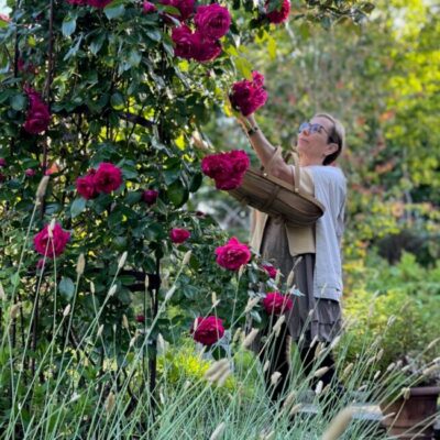 Så lyckas du med med rosor i trädgården
