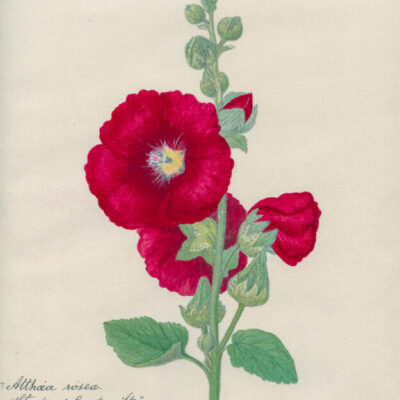 Sådan kärlek till blommor