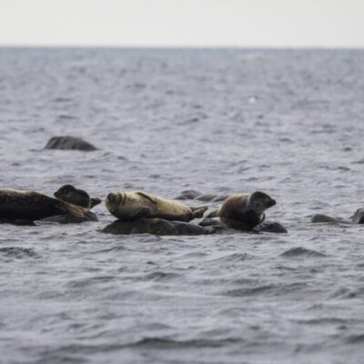 Sälsafari från Bergkvara