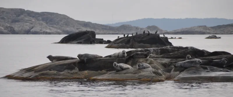 Sälsafari i Kosterhavet med besök på Ursholmen