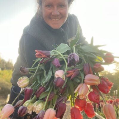 Självplock Tulpaner med lök