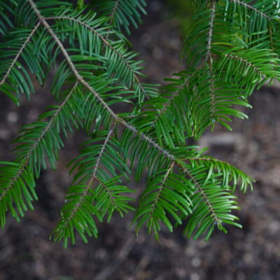 Sjöbotten Naturreservat