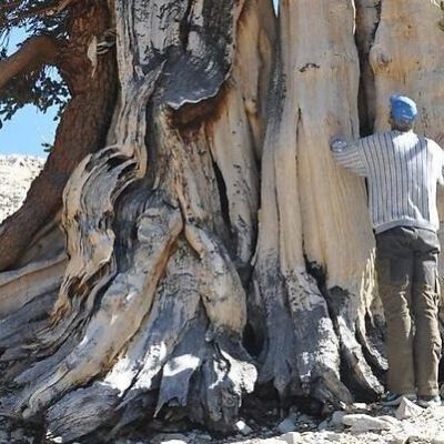 Skogens minne – klimatets historia ristad i trä