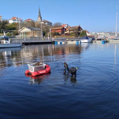 Skräpplockar-snorkling