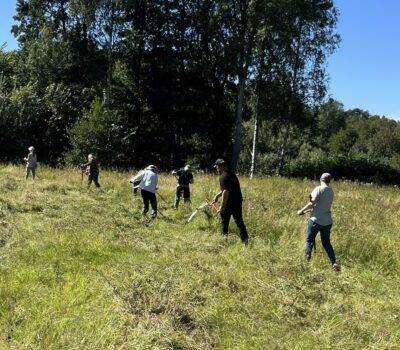Slåtter på Nilsemyrens äng