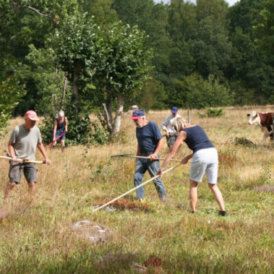 Slåtter på Ranahult