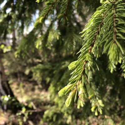 Snappan Naturreservat