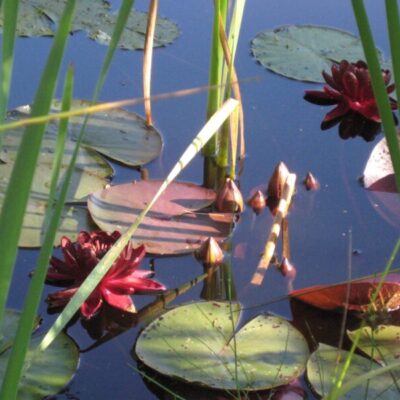 Södra Torp loppis & antikbod