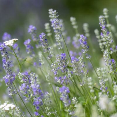Sommarmusik i Valle