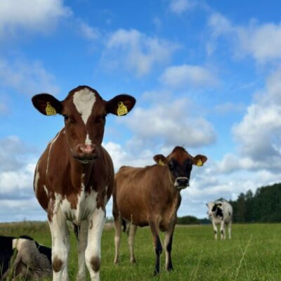 Sötåsens vårfest med kosläpp och Avelskon i väst