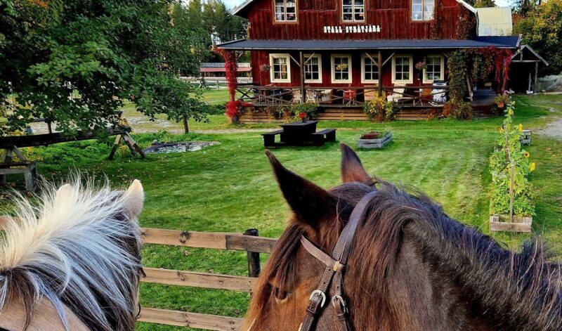 Stall Stråtjära – En levande lantgård med B&B