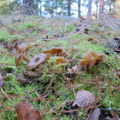 Stora and Lilla Bräcke nature reserve