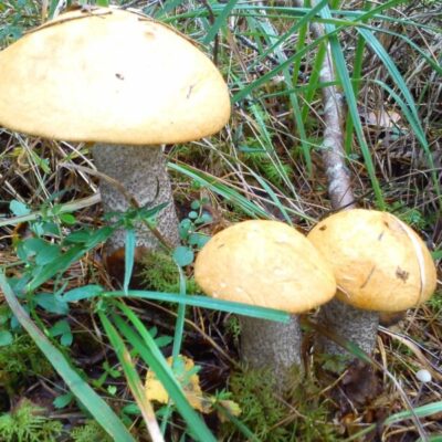 Svampkurs på Skommarsgården i Högbo