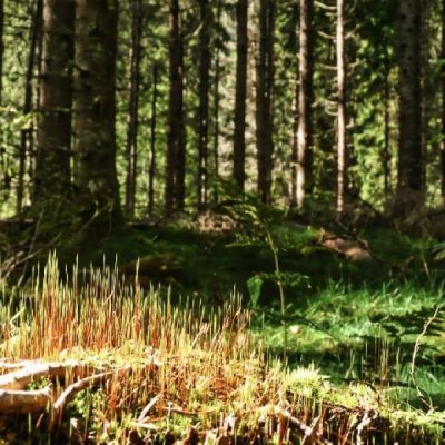 Tallmon Naturreservat