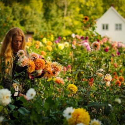 Trädgårdskväll – Dahlias by Linn & Guldsmedsgårdens