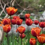 Tulpaner och vårblomning – visning i Känn trädgården