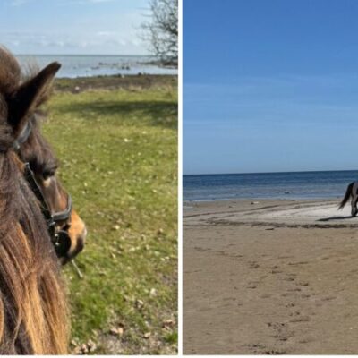 Turridning med Islandshästar på östergarnslandet!