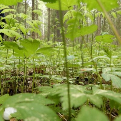 Utflykt till ett naturområde med höga naturvärden i Söderhamn