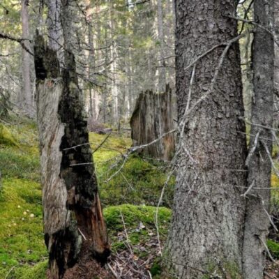 Utflykt till Nianfors – natur med höga värden