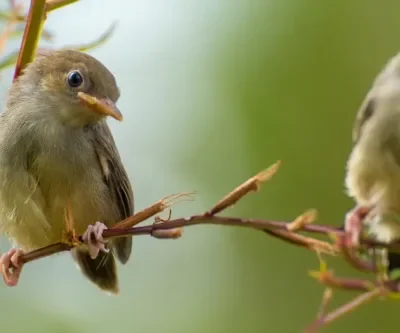 Valborgsmässoafton firas runt om i Tanums kommun
