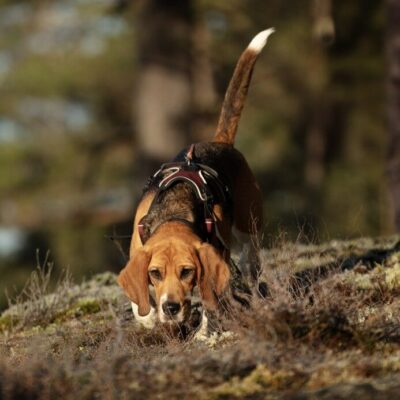 Vandra med Hund eller Träna Viltspår
