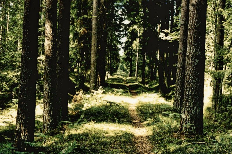 Hynleden