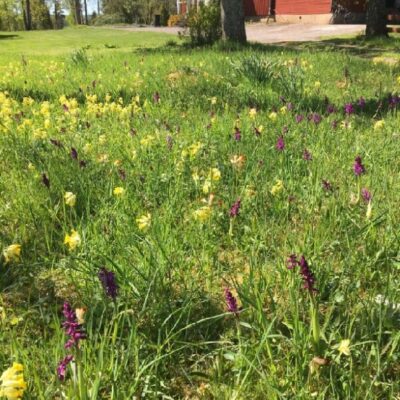 Vandringstips Kingebol