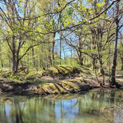Vårvandring vid Lillån – skogen som kraftkälla