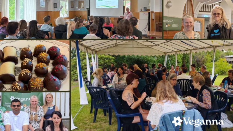 VegoKraft Sommarfestivalđ±