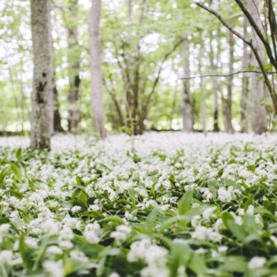 Wild Garlic